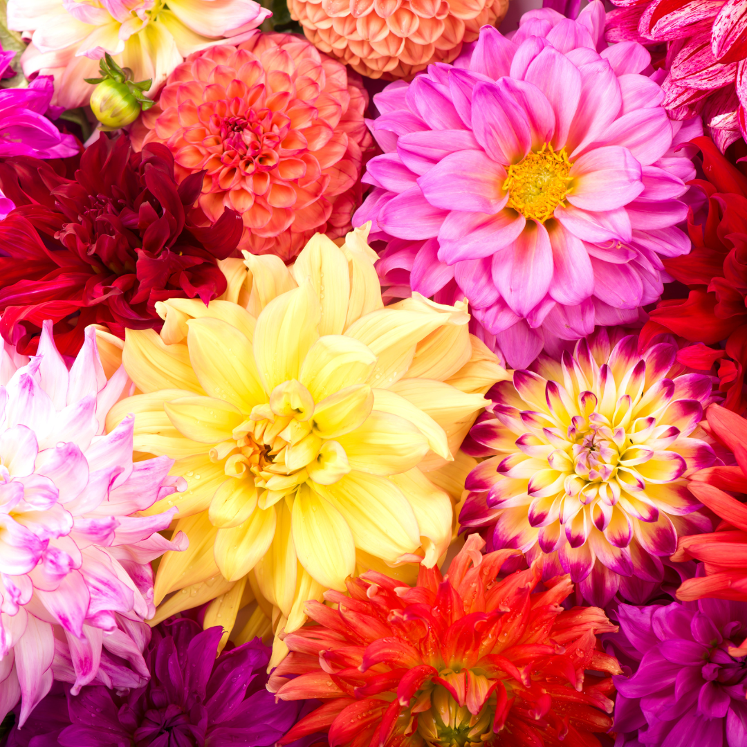 Dahlia