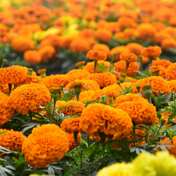 Tagetes