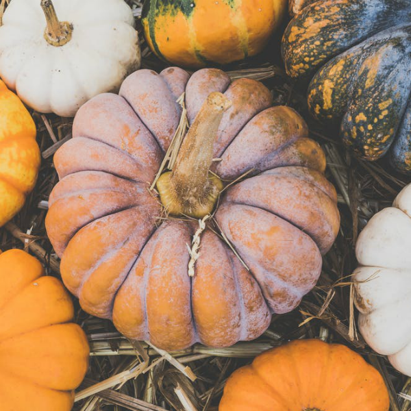 Pumpa, Squash & Aubergine