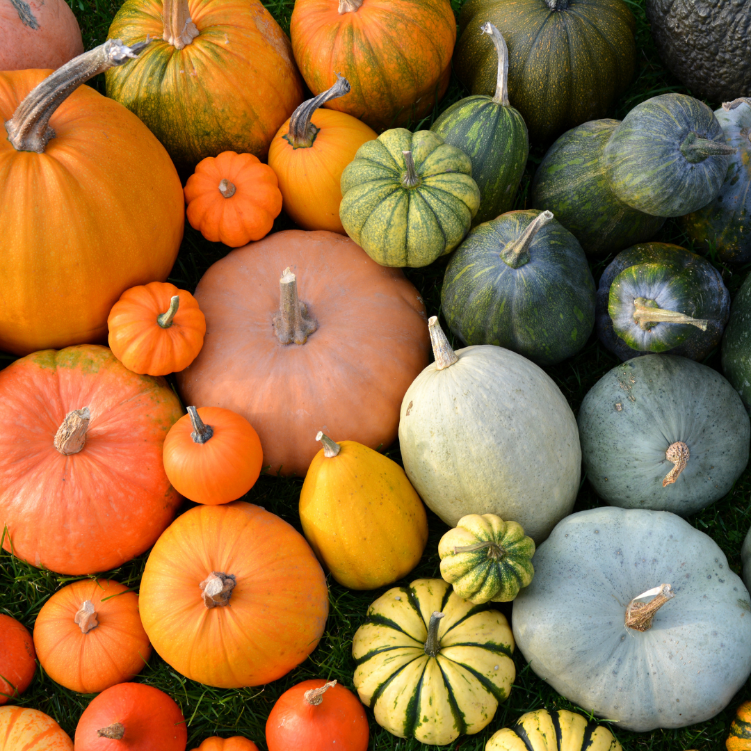 Eko Pumpa, Squash & Aubergine