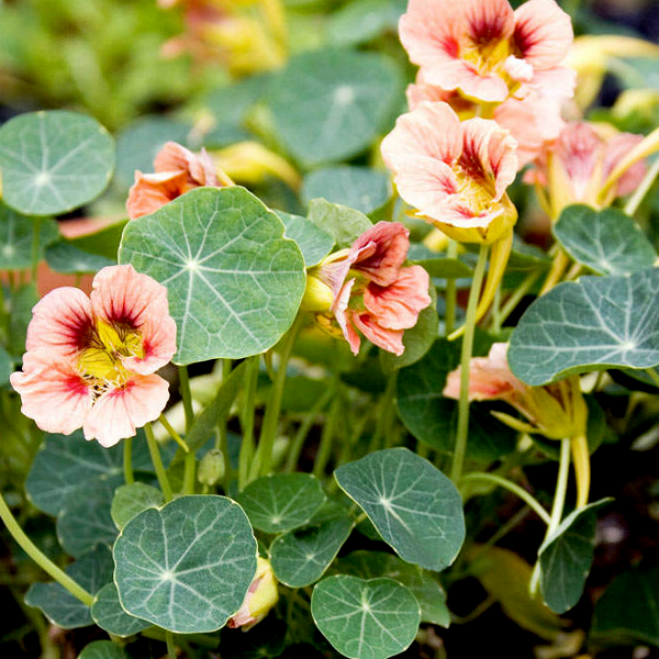 Blomsterkrasse