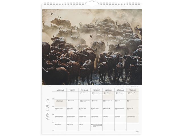 Väggkalender Savannen 2026
