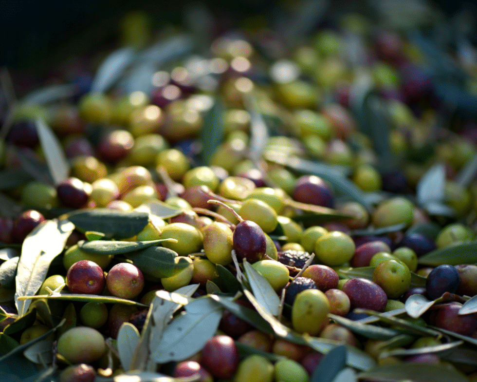Oliver Njut av grekiska oliver! Våra oliver är handplockade och fulla av smak. Perfekta till mezetallriken, salladen eller som snacks. Varje oliv bär på medelhavets tradition och äkthet. Se produkter