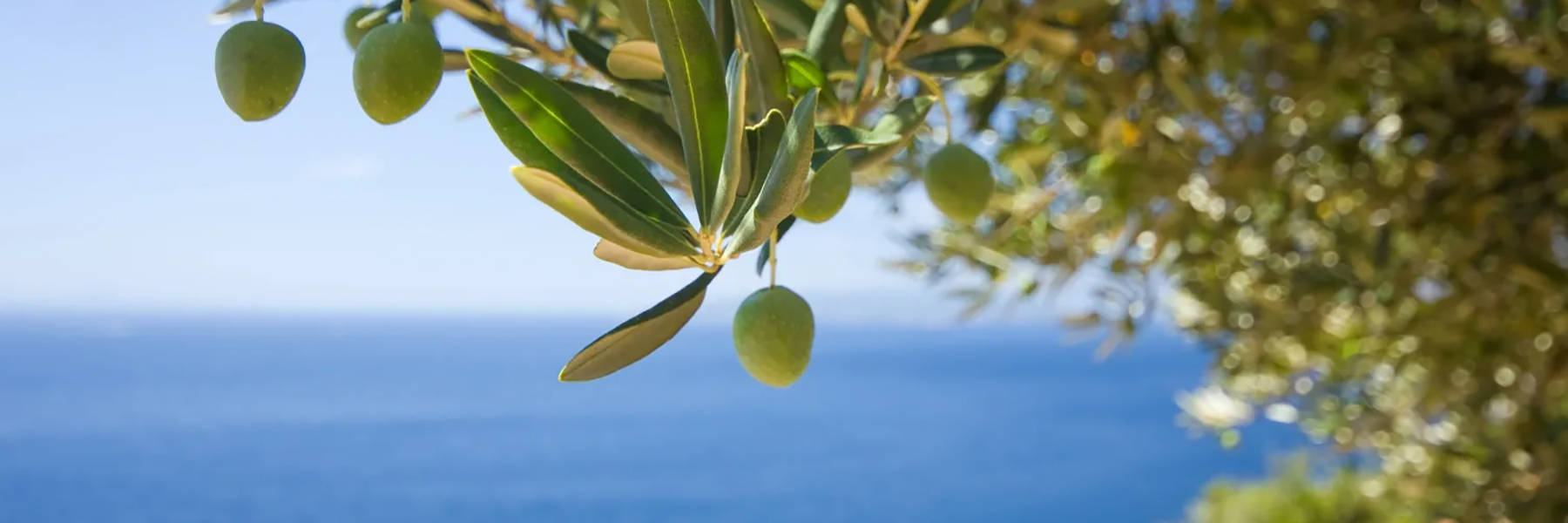 Hellas Food Där Grekland möter Sverige Distributör & importör av noggrant utvalda livsmedel – med rötter i grekisk matkultur Läs mer