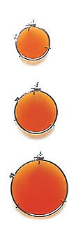 Champion filter clip - orange
