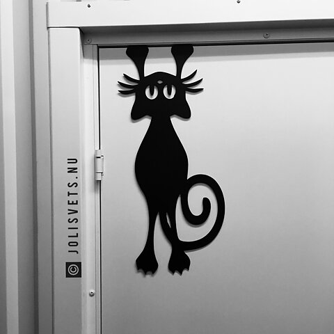 Katt till dörr