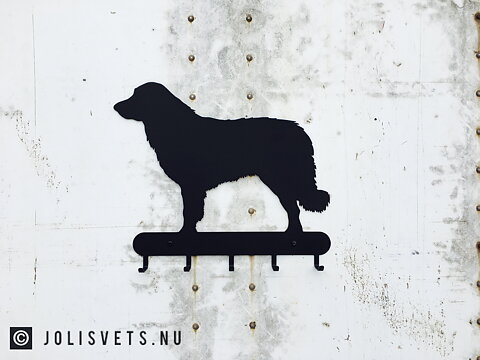 Hund