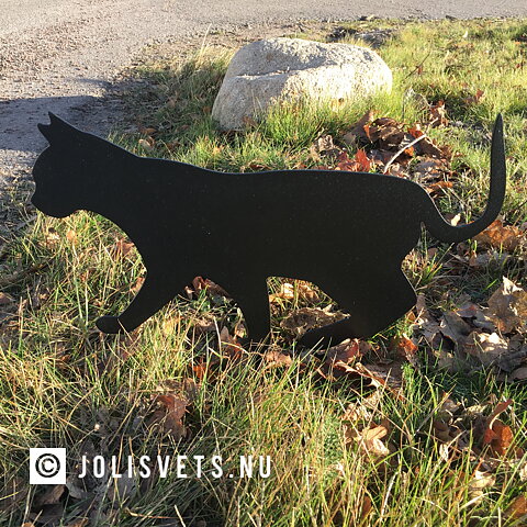 Katt stående