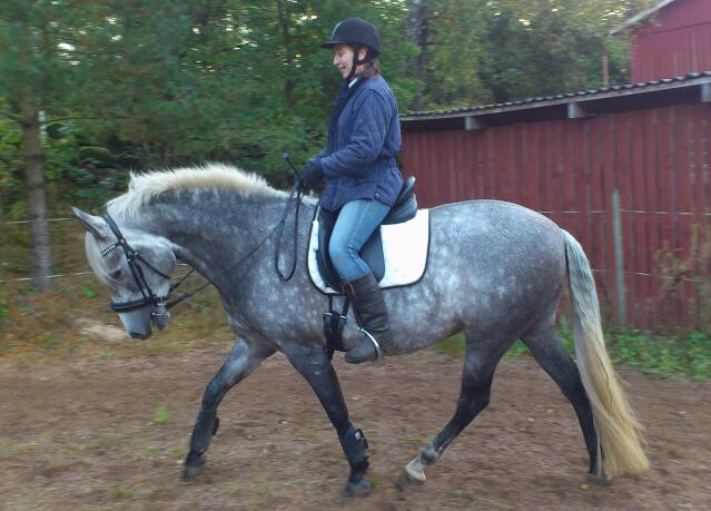 3200. StarTrekk - Dressage - 4