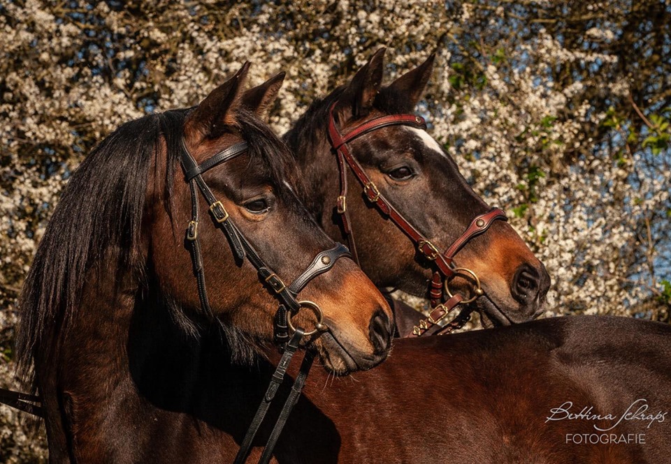 1020. Deuber & Partner Soft Feel Baroque Bridle - 3
