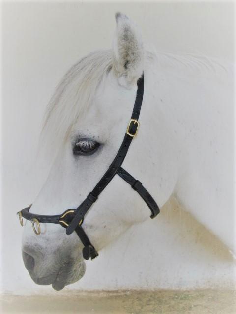 150. Kapson Cavalos - Kedja Crown - 3