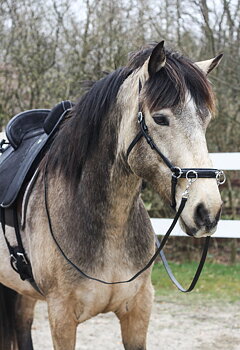 1101. Kapson Cavalos  - Fast järn  