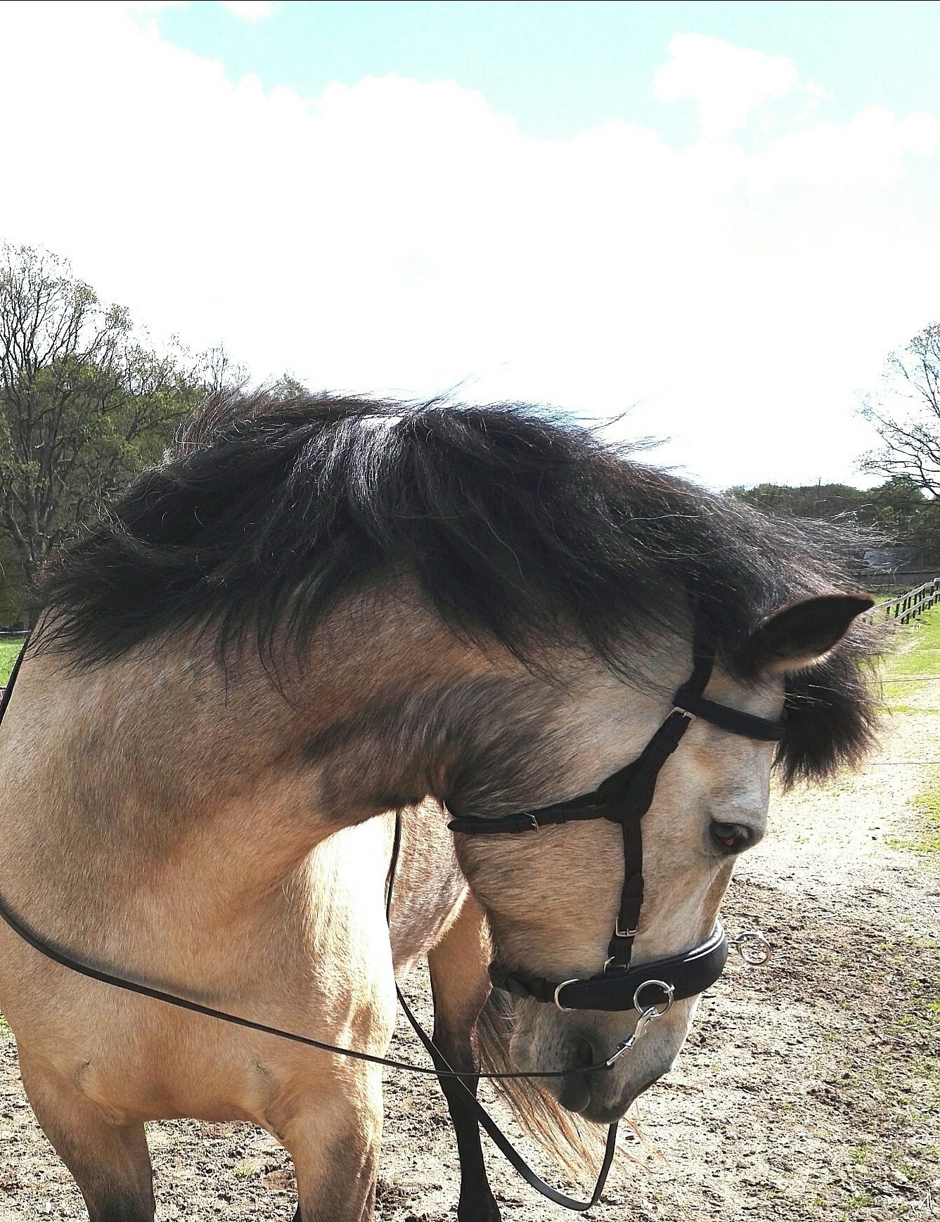 290. Contour Physio Bridle - 3