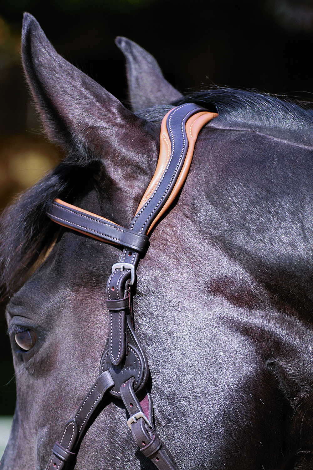 290. Contour Physio Bridle - 5