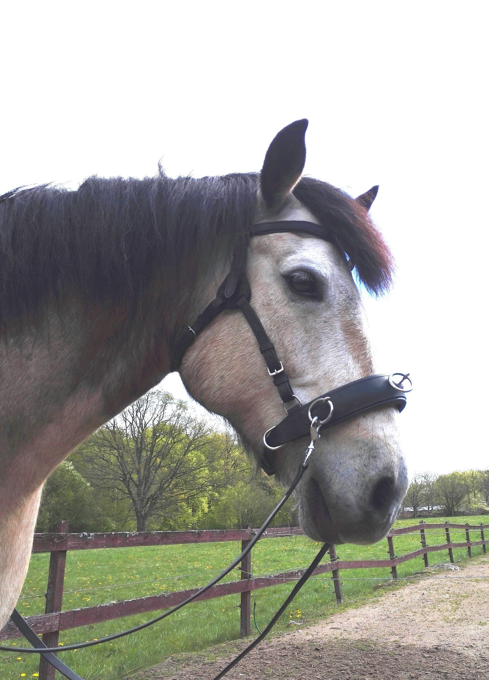 290. Contour Physio Bridle - 4