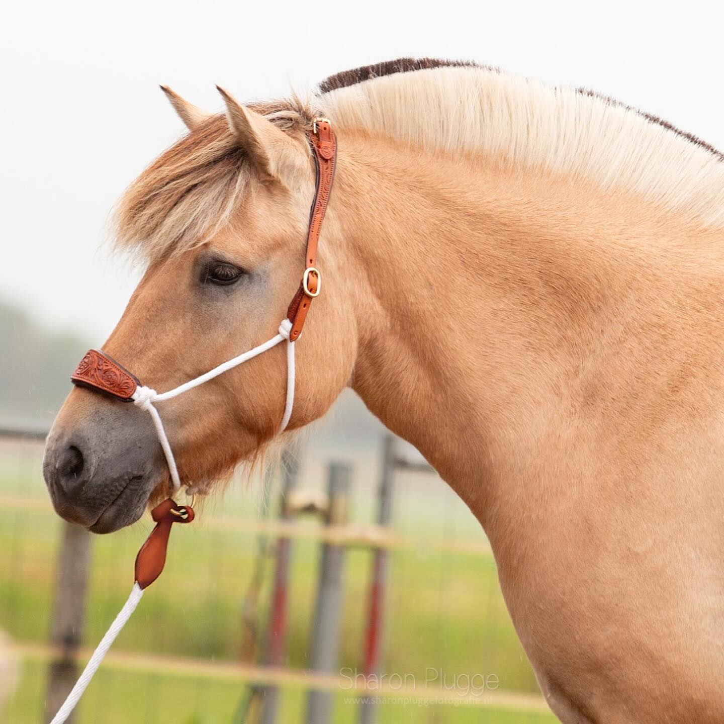 173. Lead rope & working rope Edix Resi - 3