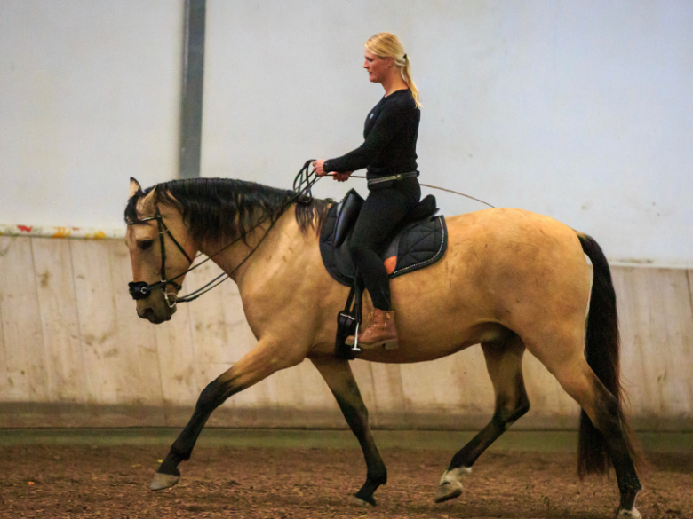 1425. Garrido - Hybrid Bareback pad - 5