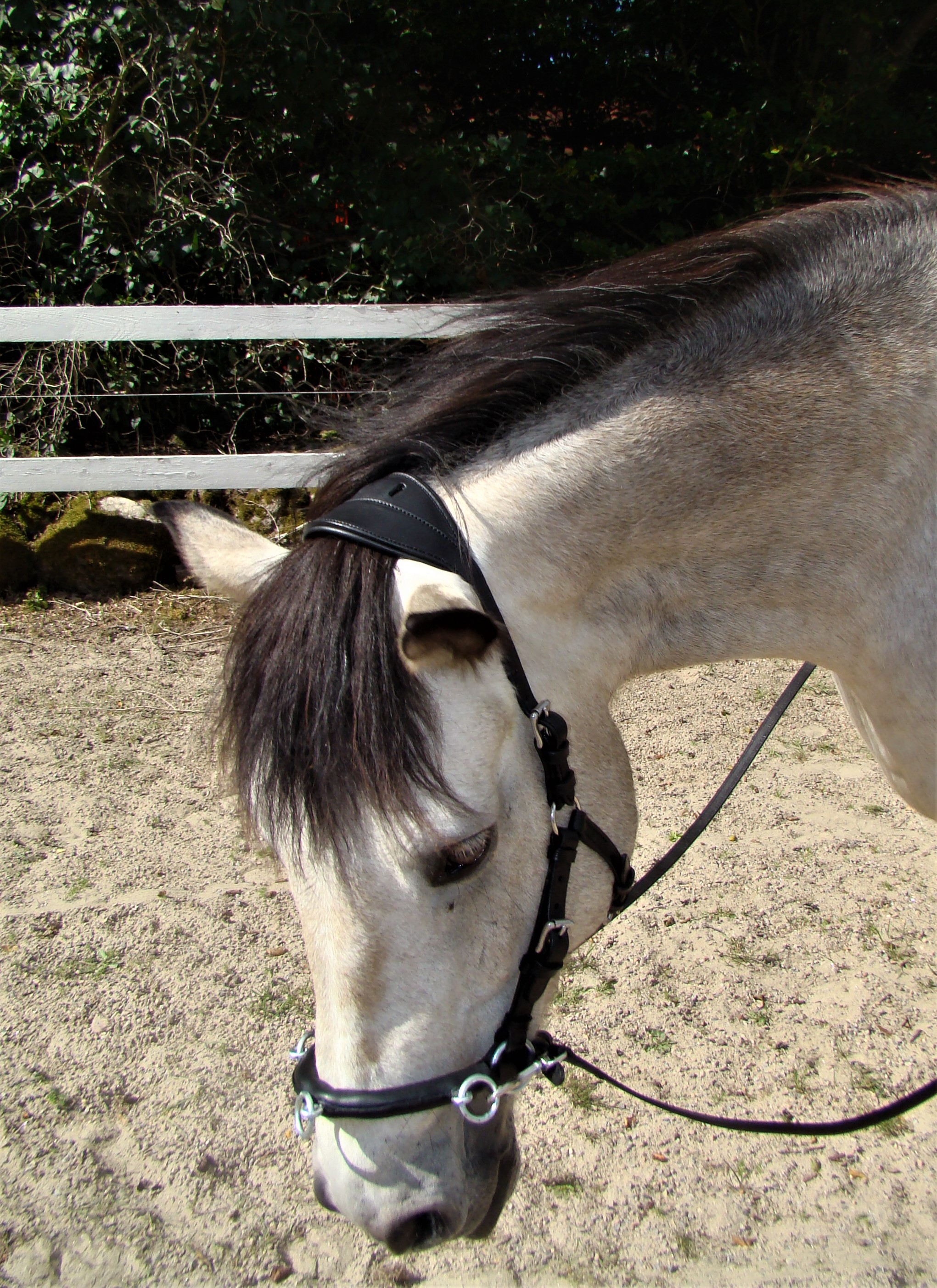 153. Cavesson/ hackamore bridle Caroline Kapson Equestrian
