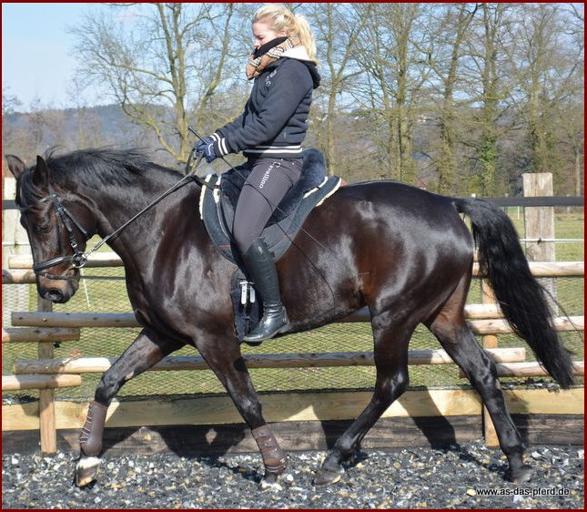 1412. Horsedream Cloud Spezial - 6