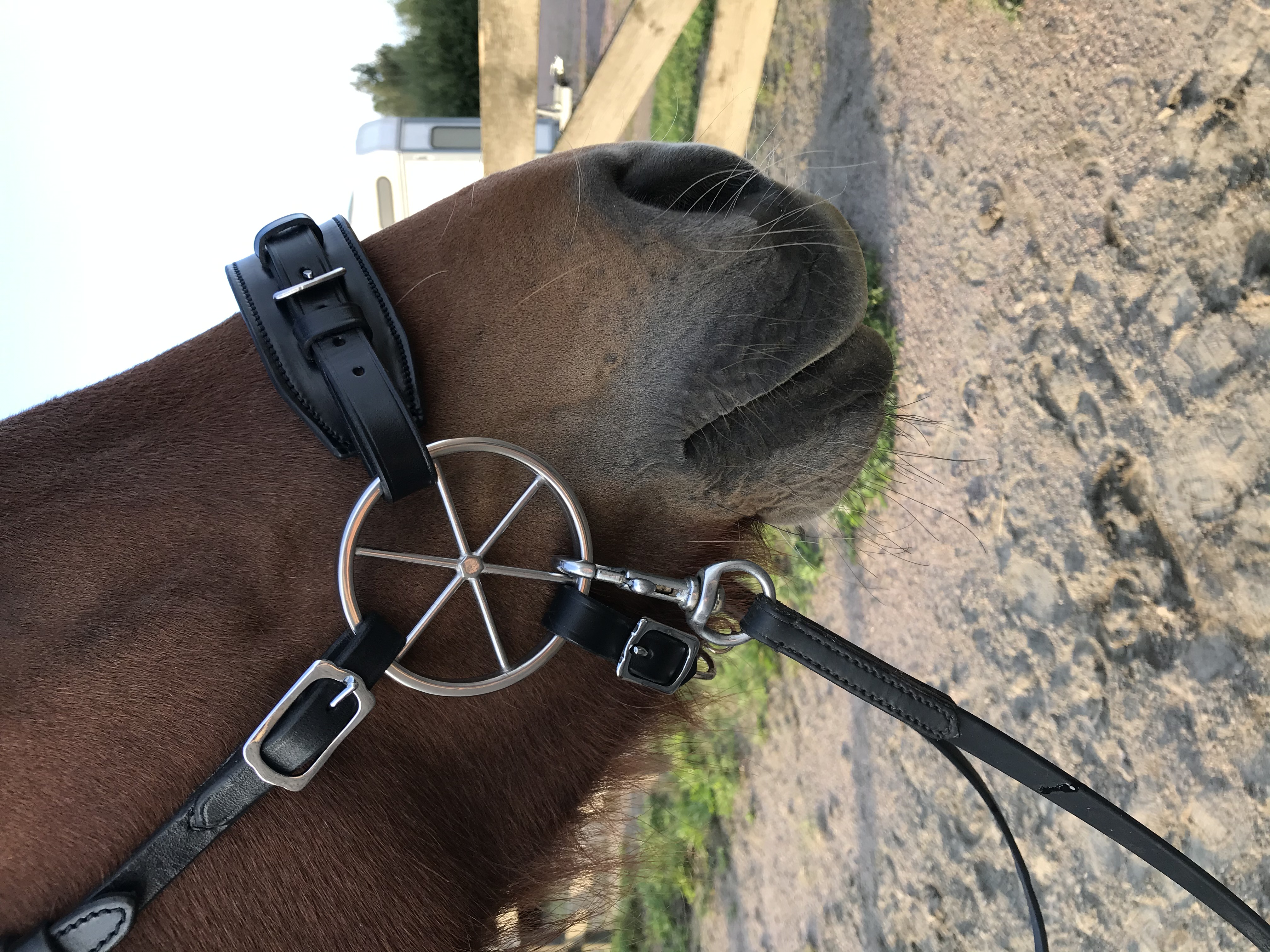 280. LG Bridle - Wheels - 3