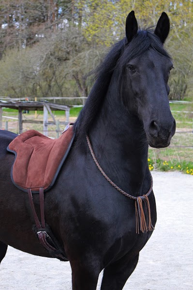 440. Cordeo - Braided Leather