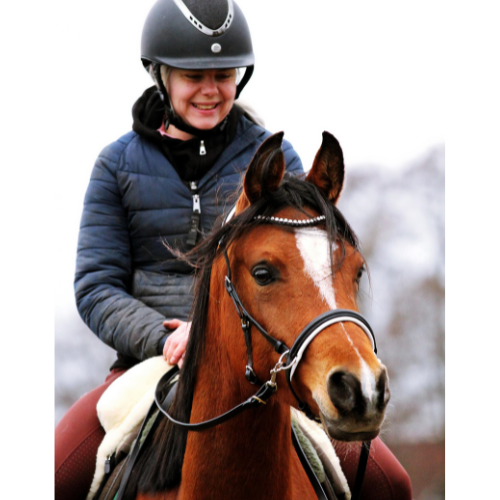 1042. Sidepull Dressage Dino - 5