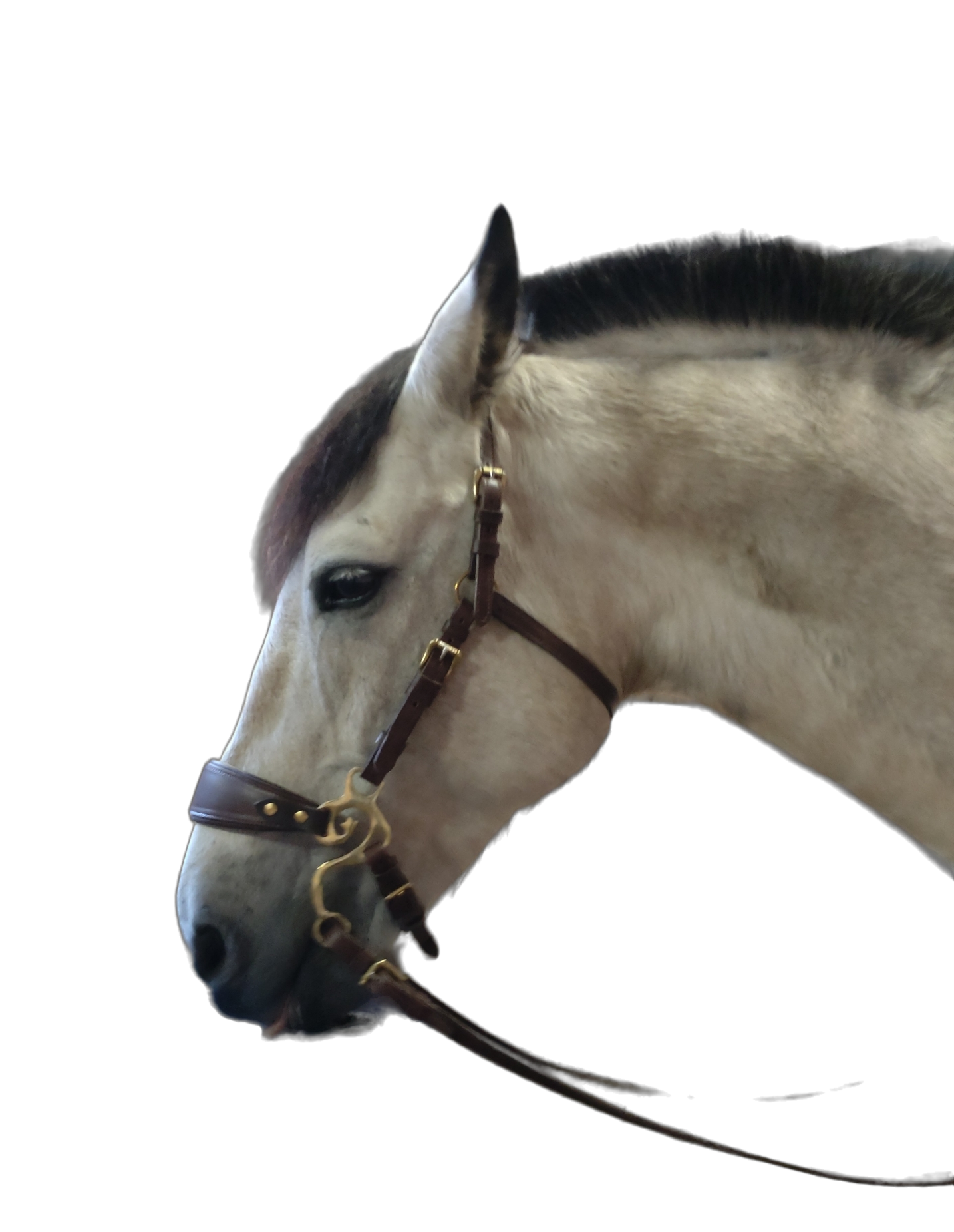 522. Noseband Caroline - 3