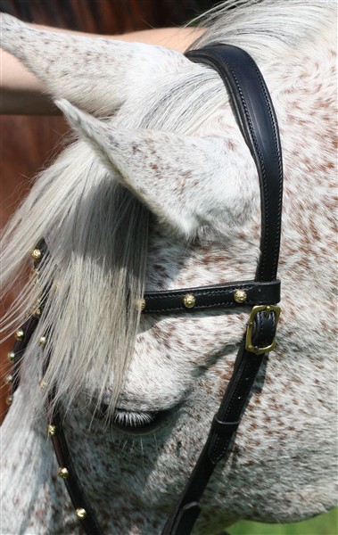 185. Semi Bridle Deluxe - 4