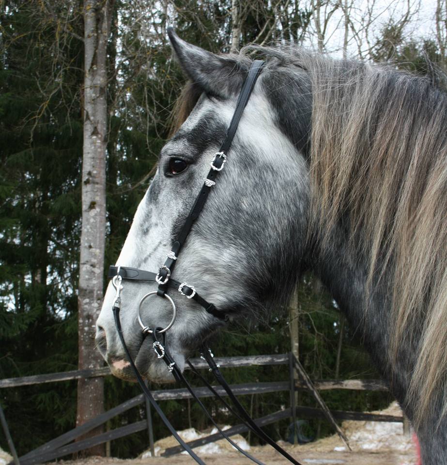 185. Semi Bridle Deluxe - 3