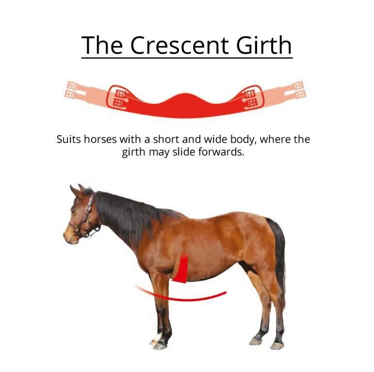 432. Edix Crescent Dressyrgjord  - 3
