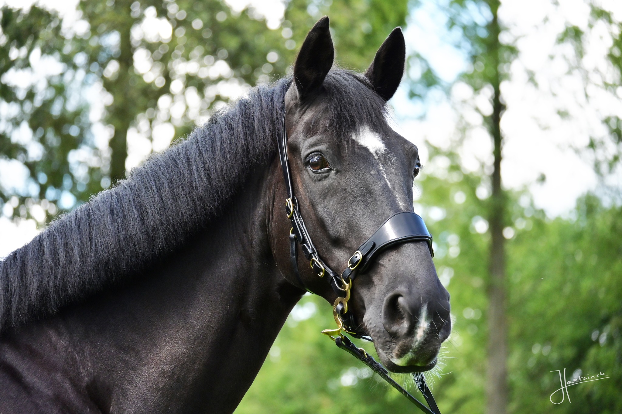 311. Noseband & curb Edix Classic - 3