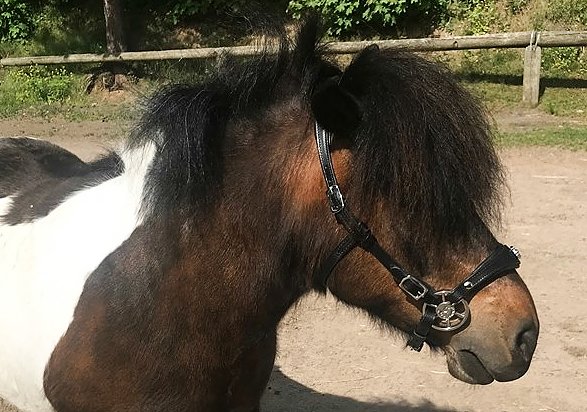 255. Hackamore Wheel - 6 cm Pony - 2