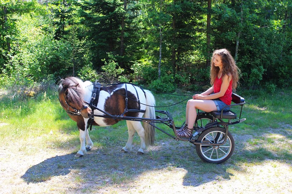 255. Hackamore Wheel - 6 cm Pony - 3
