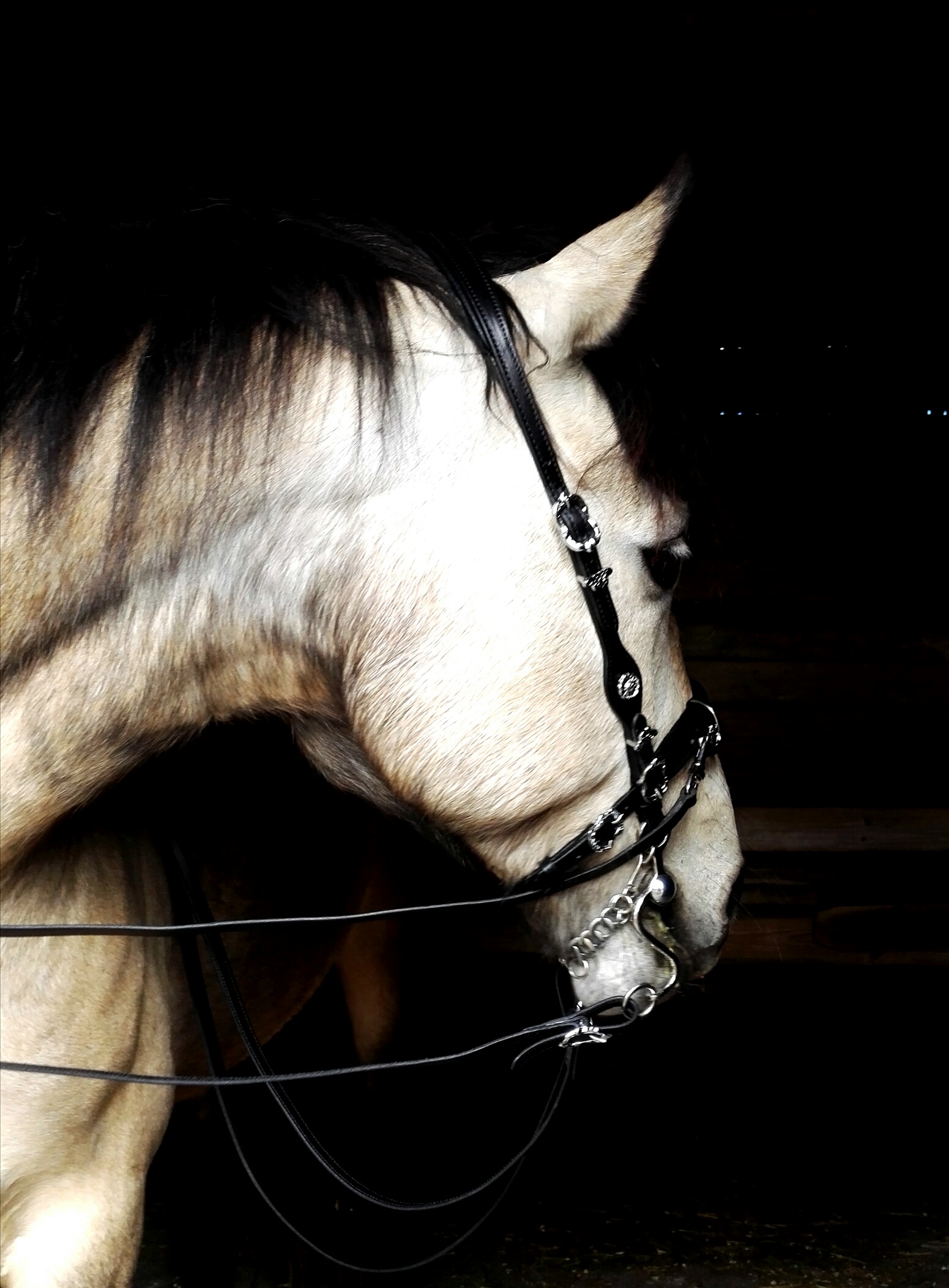 170. Semi Bridle Josephine - 3