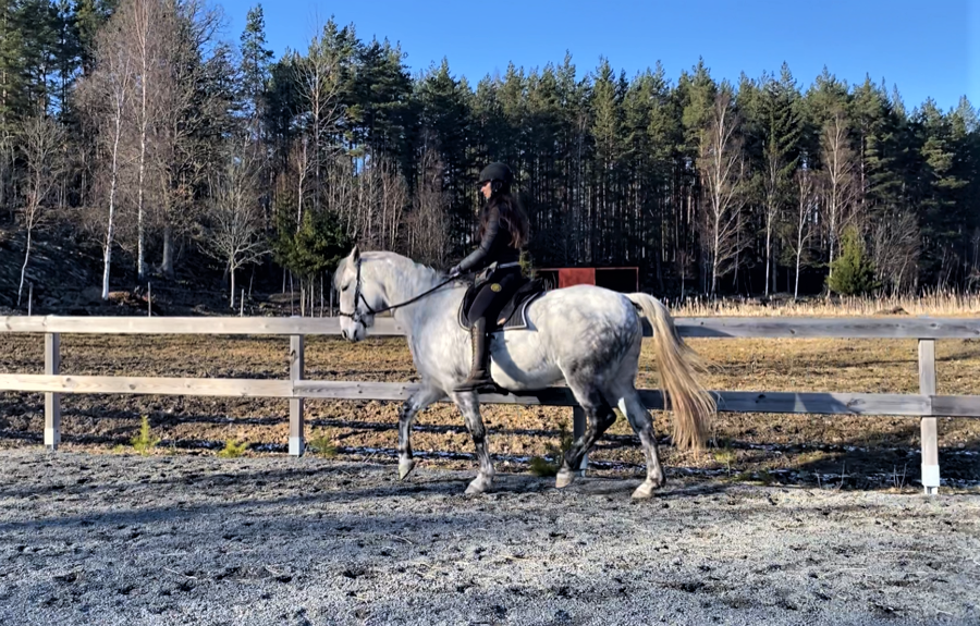 202. La Bona Dressage I Barbacka pad  - 8
