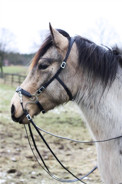 180.  Hackamore Bridle Bendix - 4