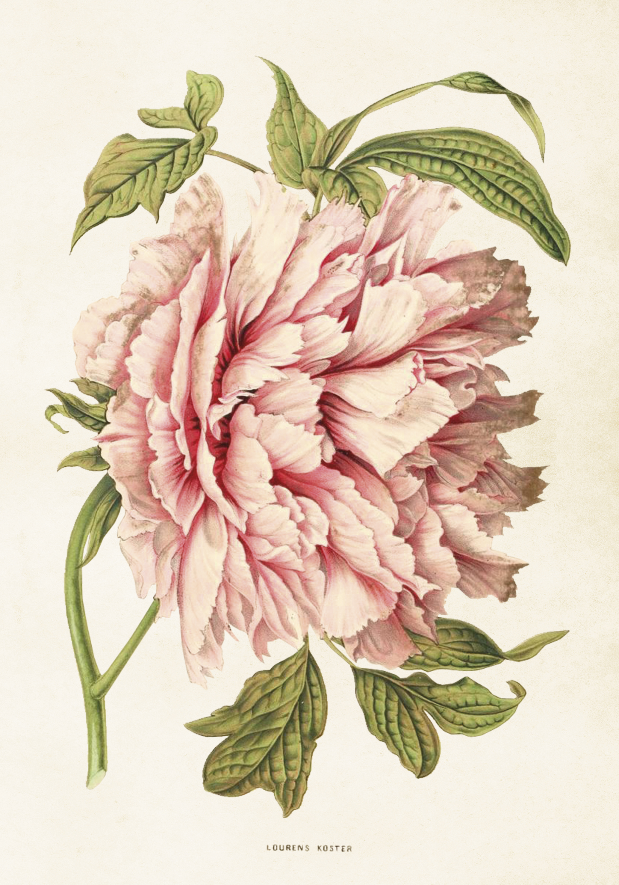 Pion Poster 35x50 cm
