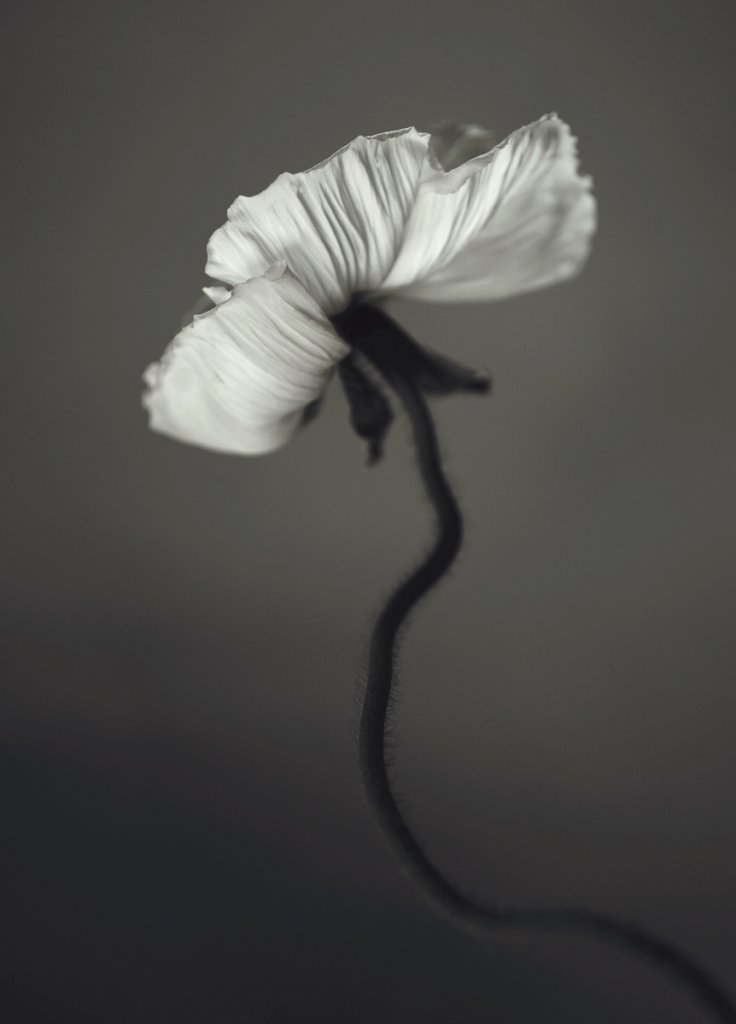Poster Papaver 50x70 cm