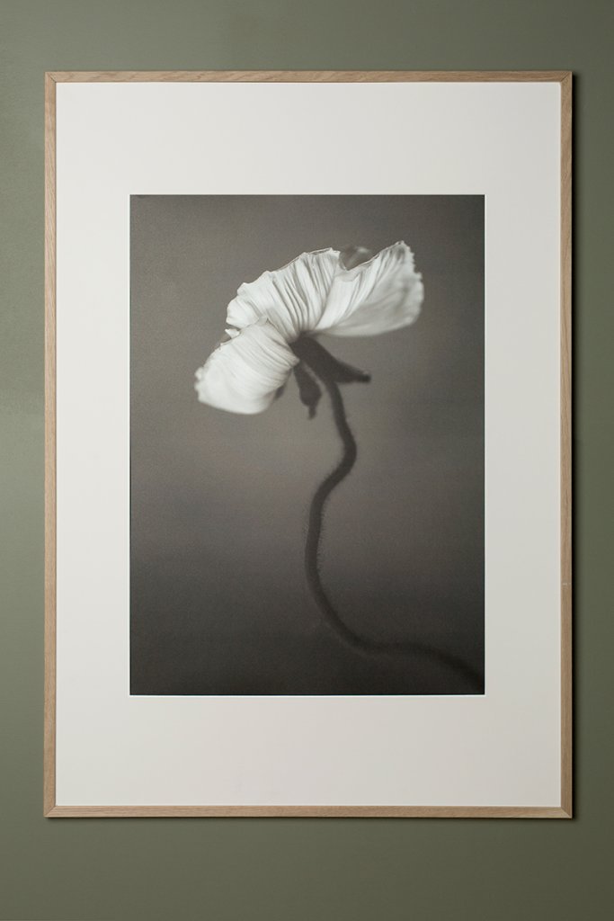 Poster Papaver 50x70 cm - 4