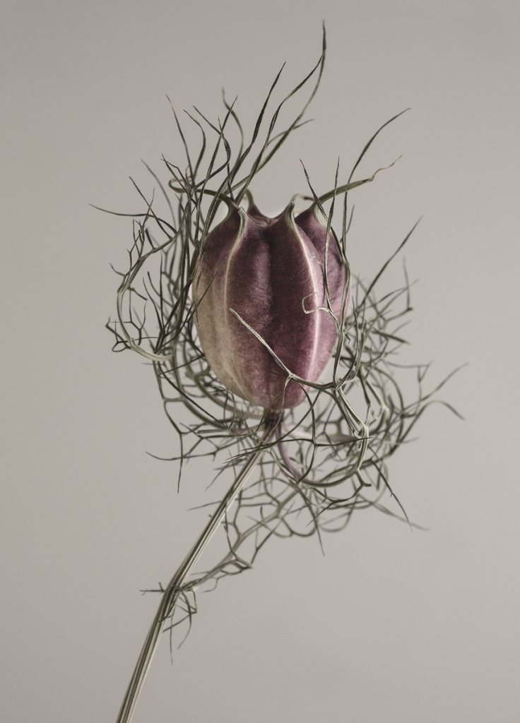 Poster Nigella 30x40 cm