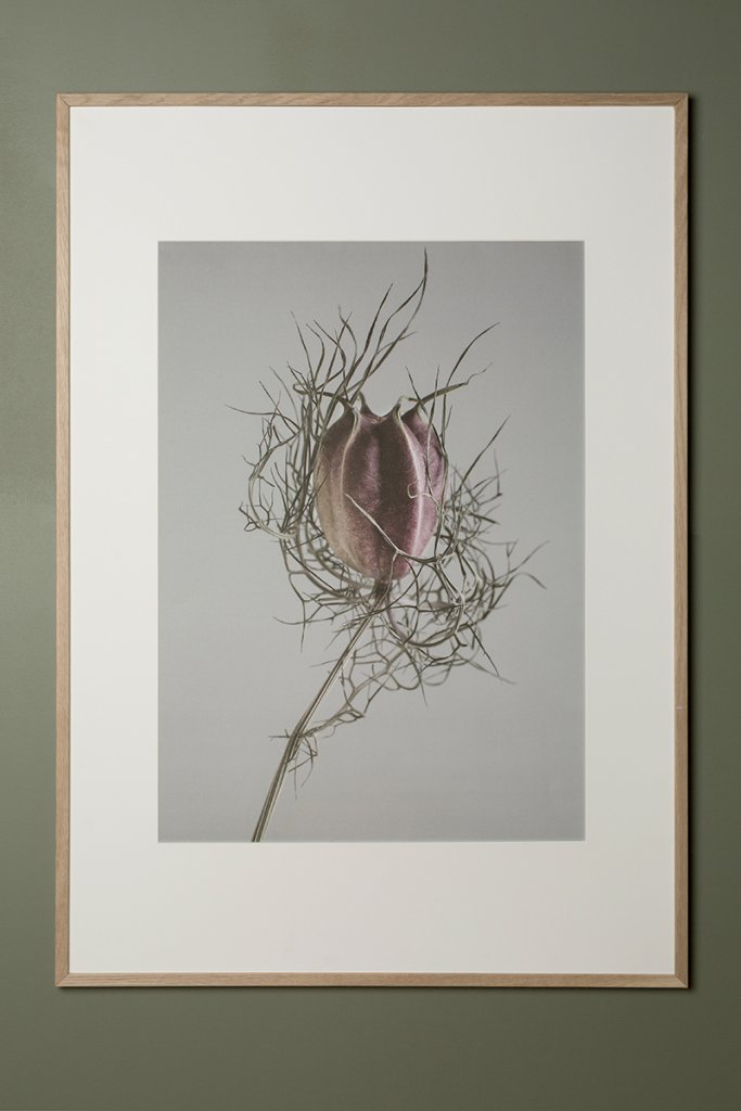 Poster Nigella 30x40 cm