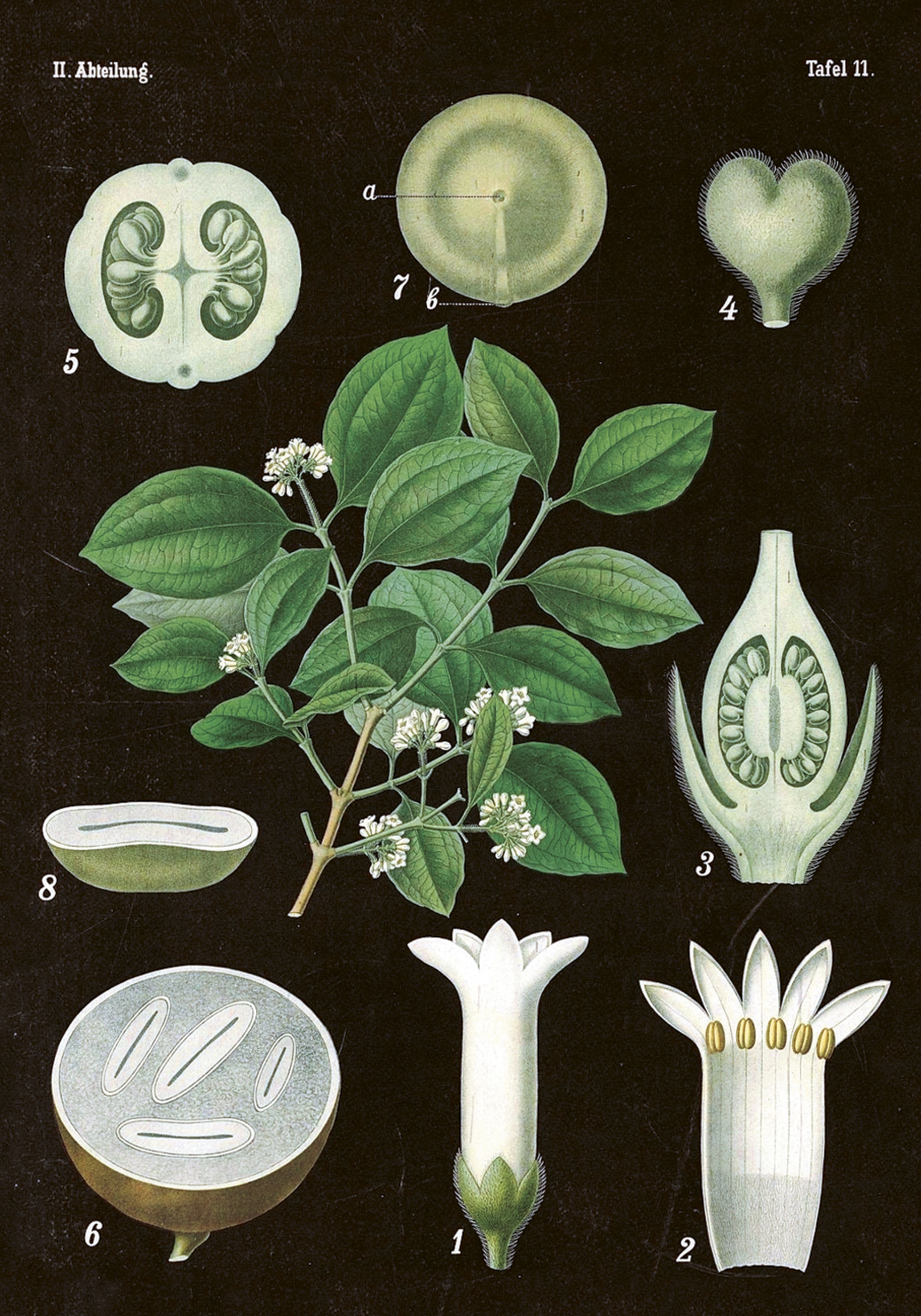 Poster Rävkaketräd 35x50 cm