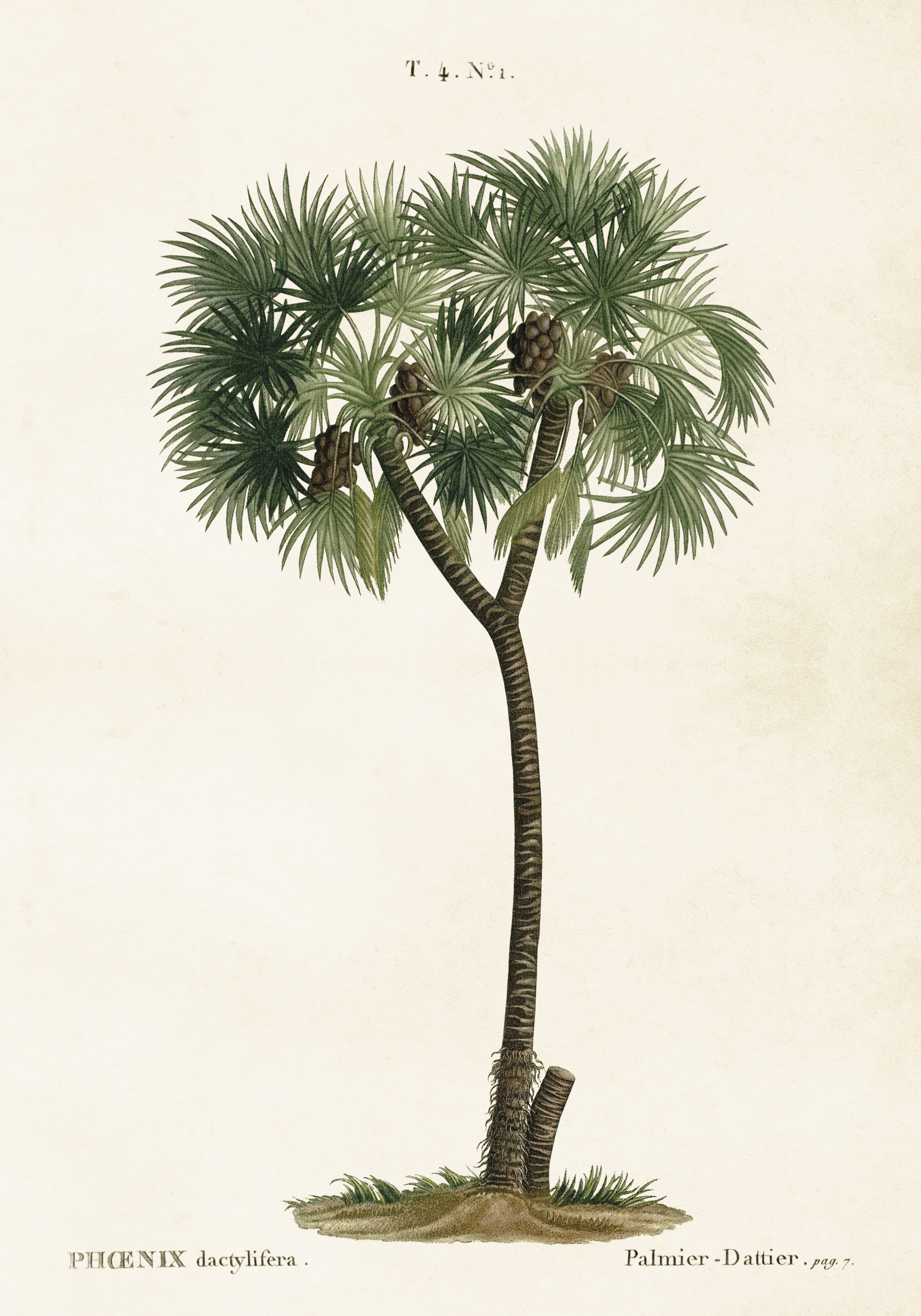 Poster Palm 35x50 cm
