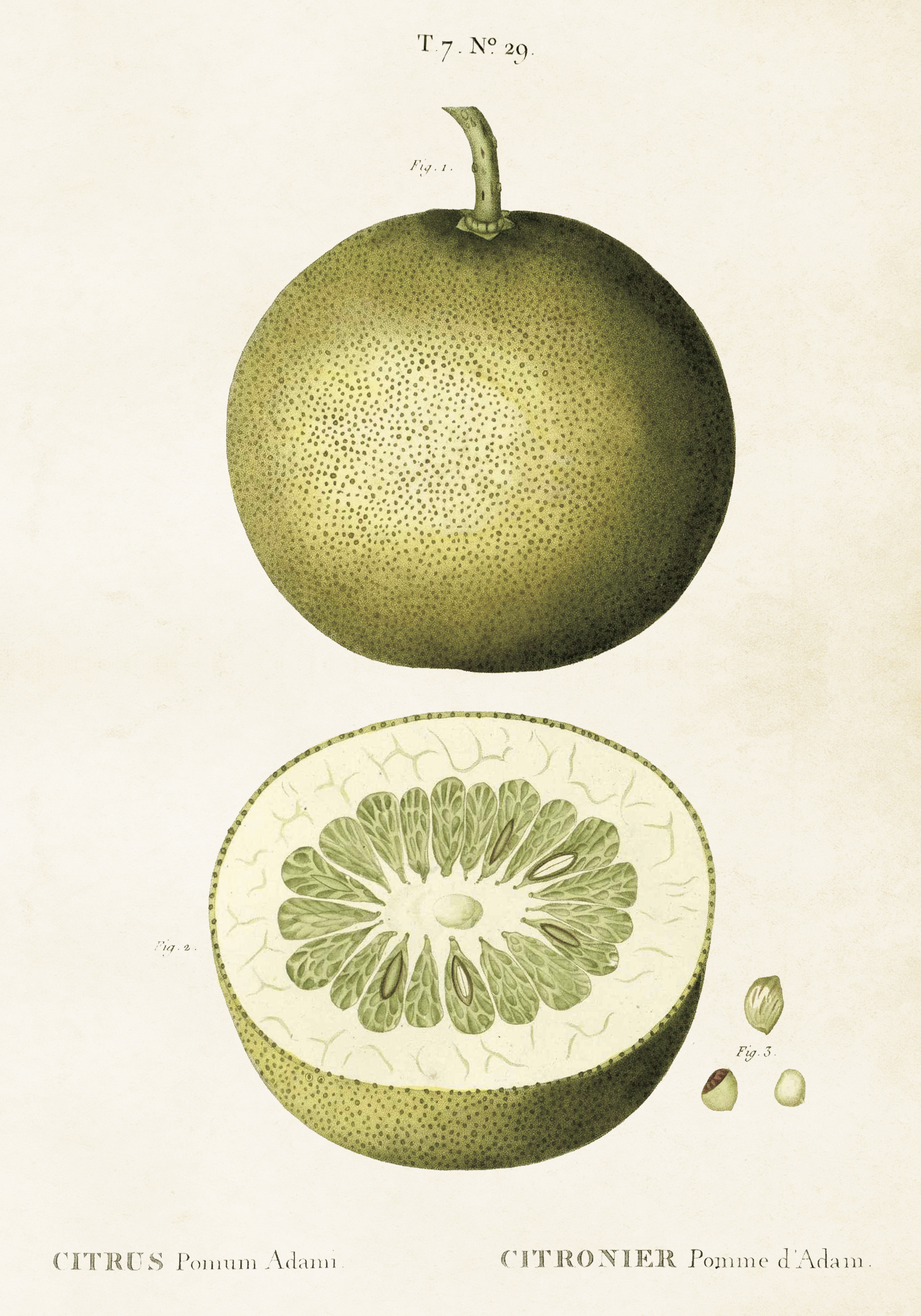 Poster Citrusfrukt 35x50 cm