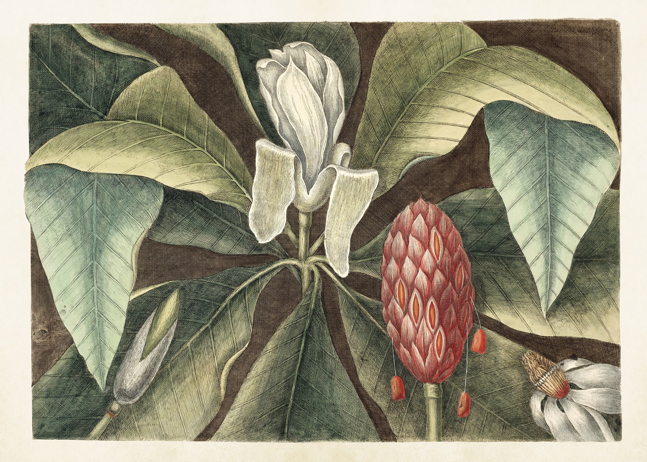 Poster Magnolia 70x50 cm
