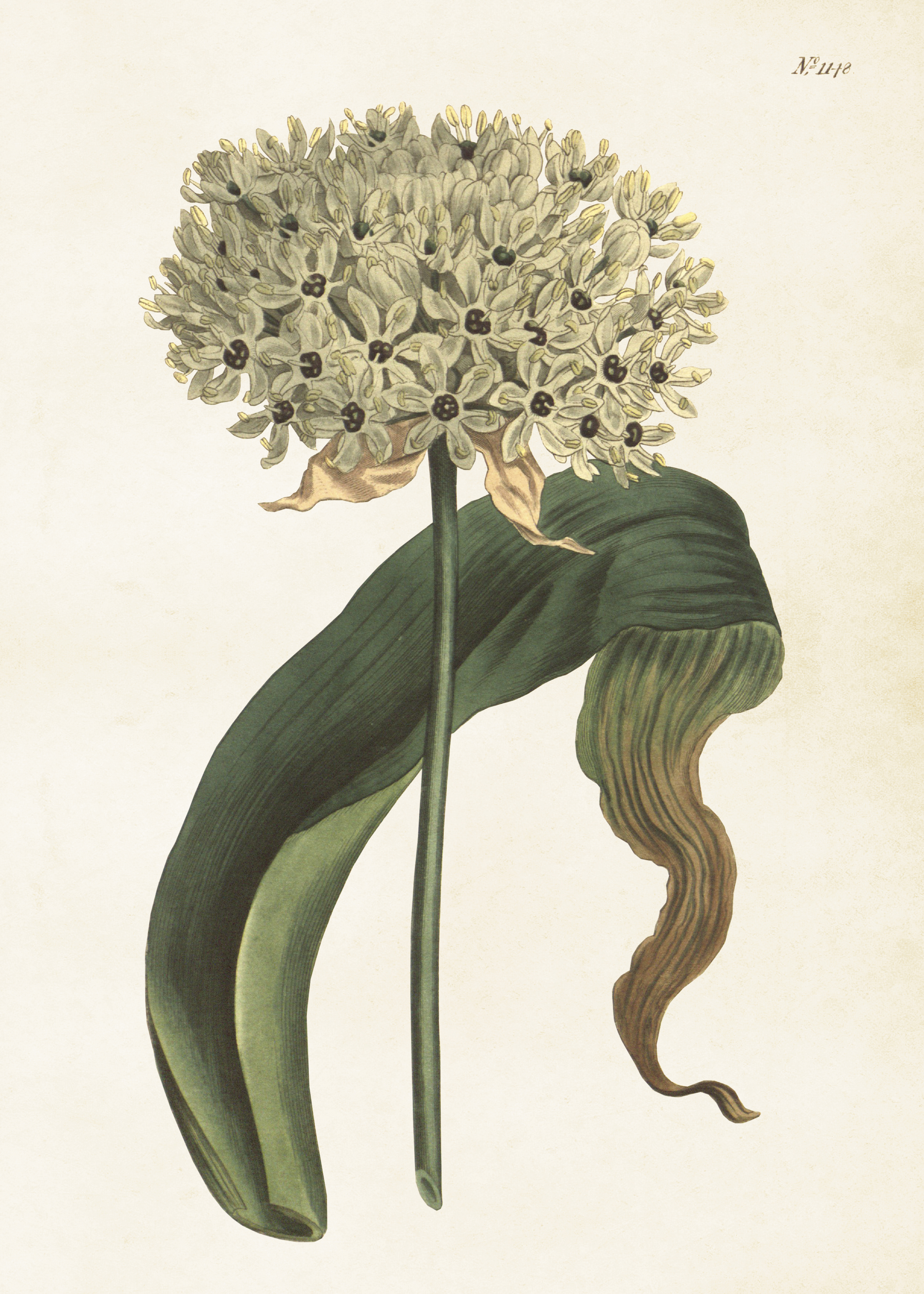 Poster Allium 50x70 cm