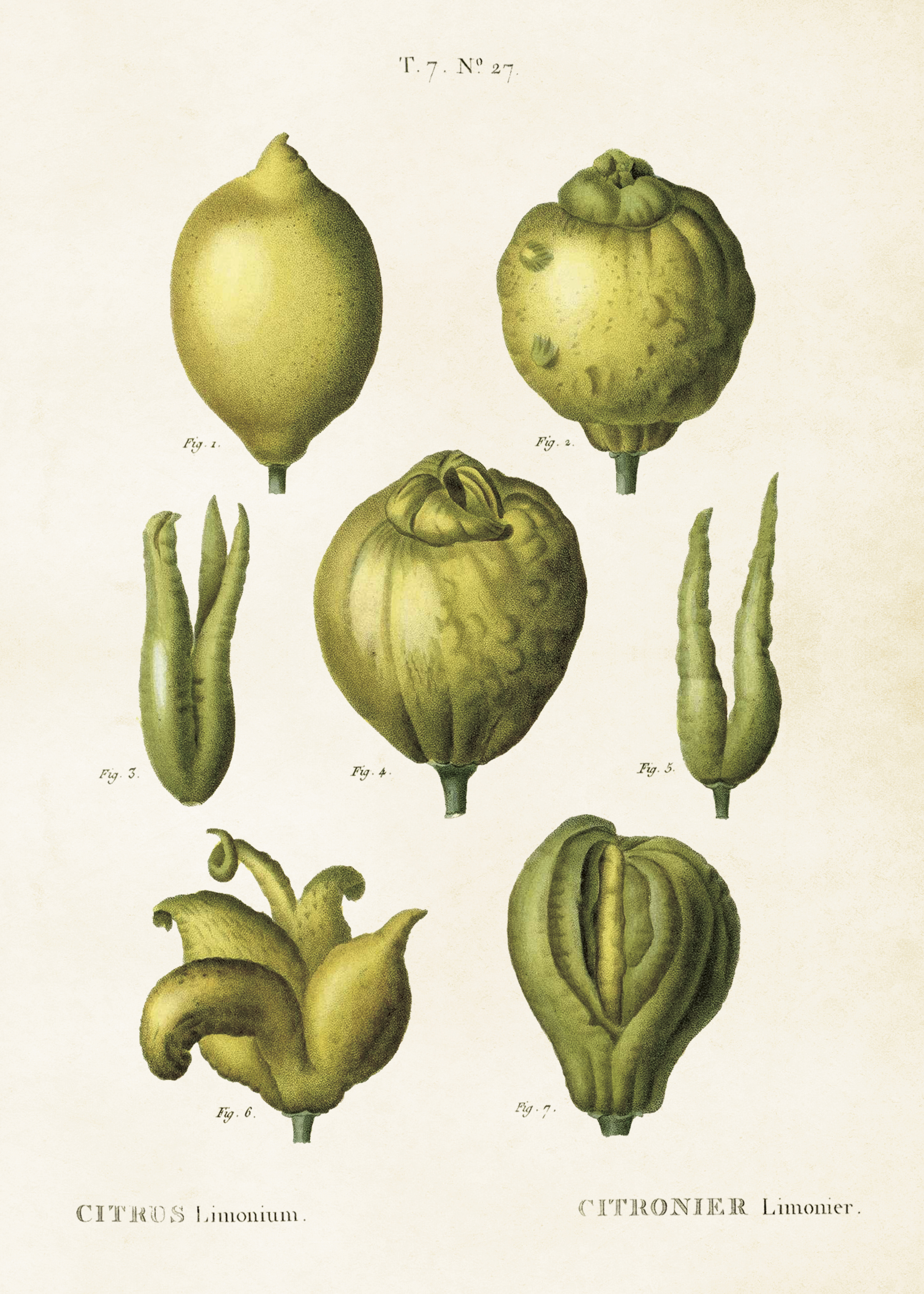 Poster Citrusfrukter 50x70 cm