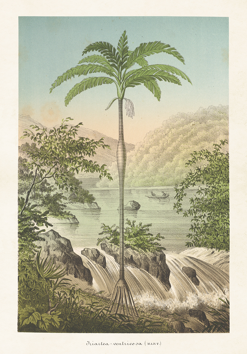 Poster Palm 70x100 cm