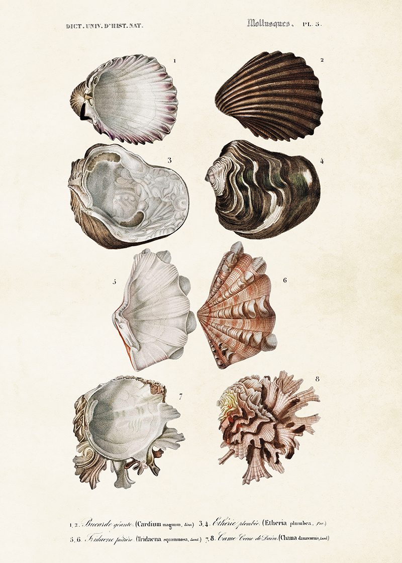 Poster Sjödjur 50x70 cm