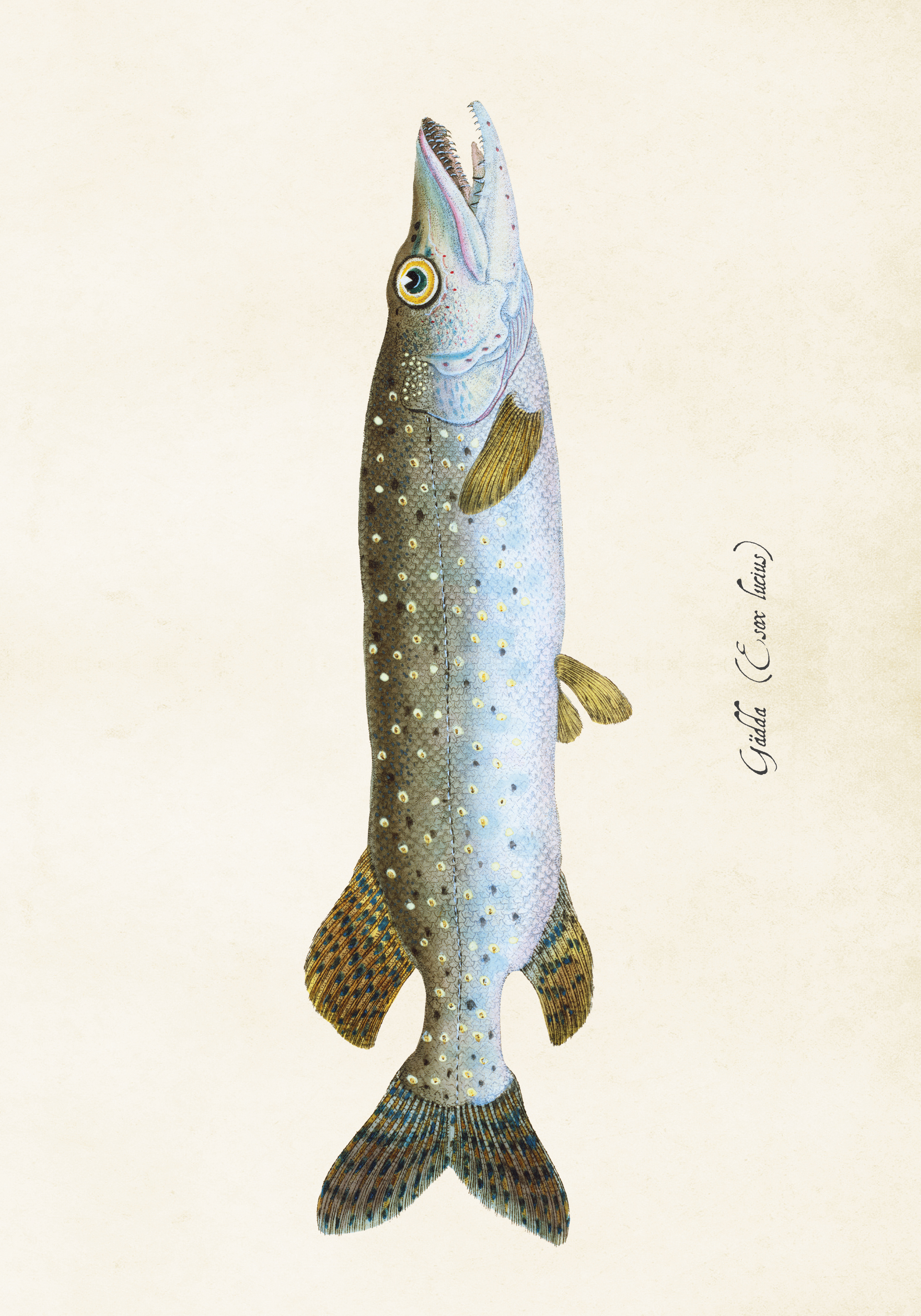 Gädda Poster 50x35 cm